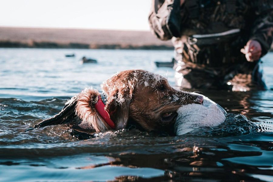 A retriever swimming back to a duck hunter