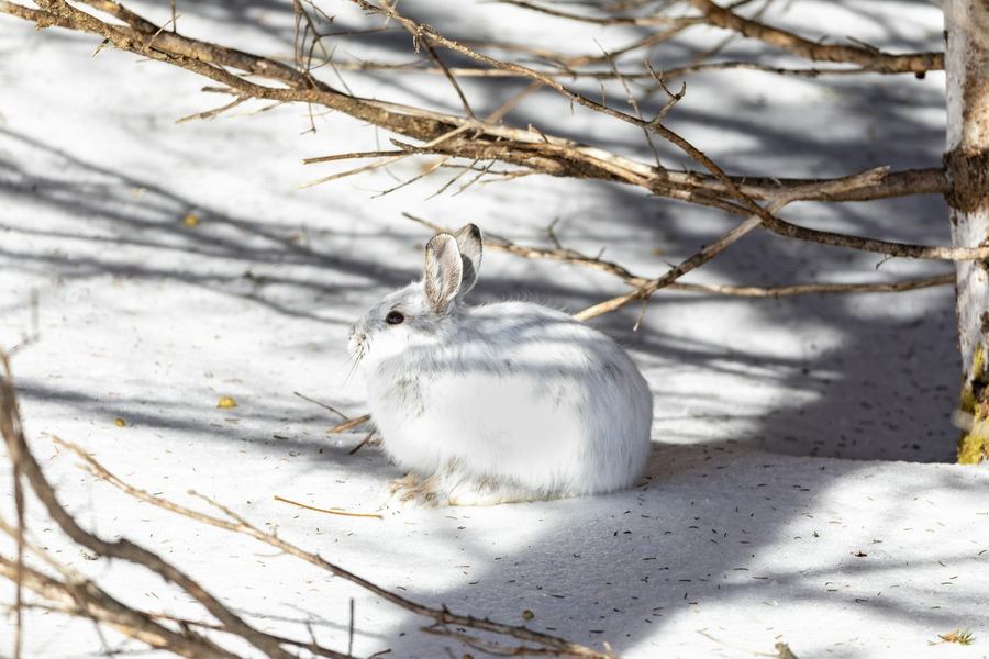 A snowshoe hare in its white winter coat under snowy branches