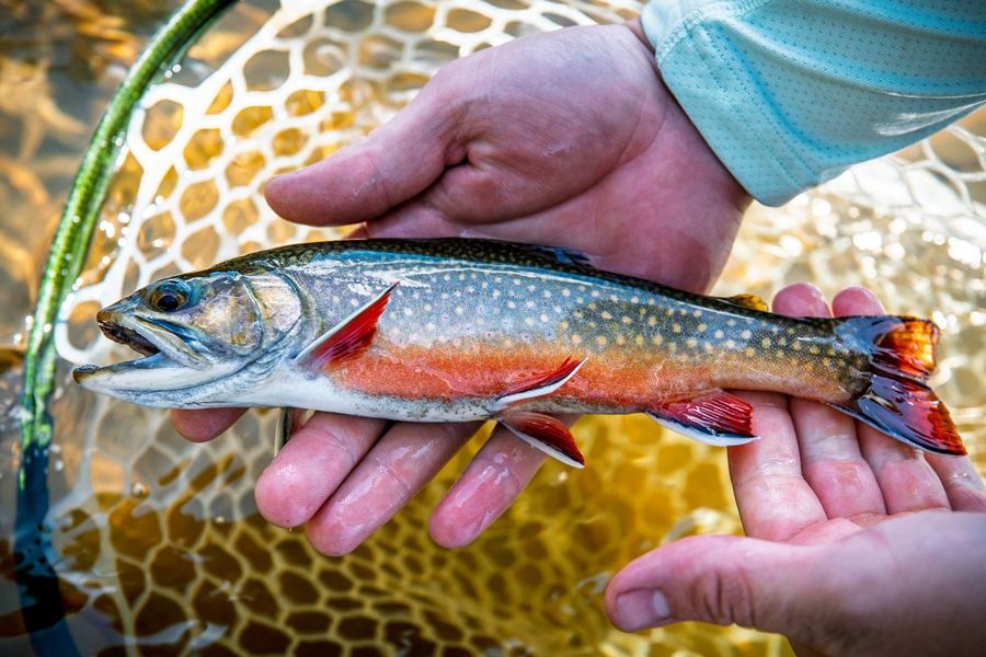 A brook trout held over a landing net