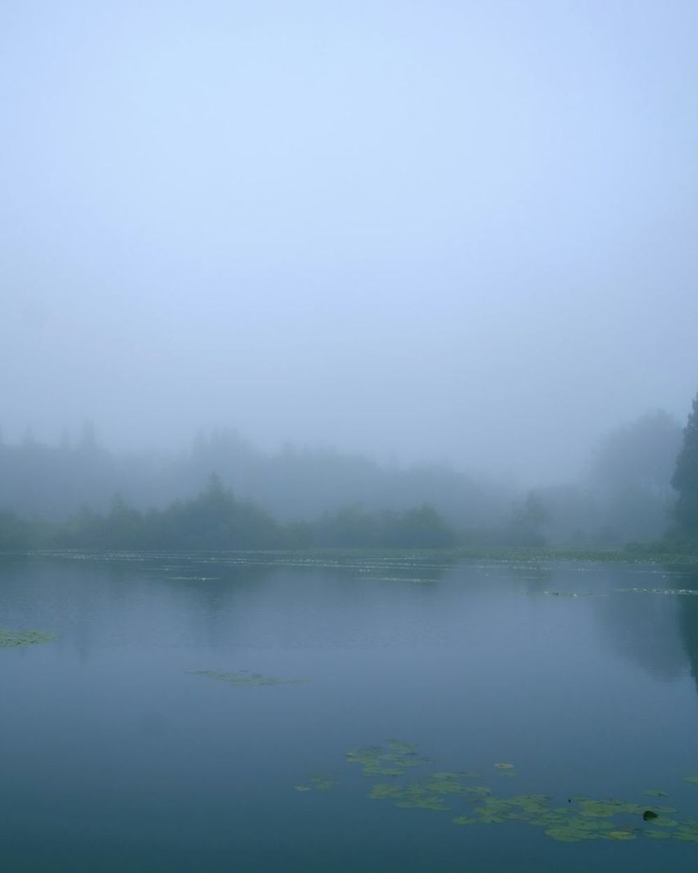 A misty northern trout pond at dawn